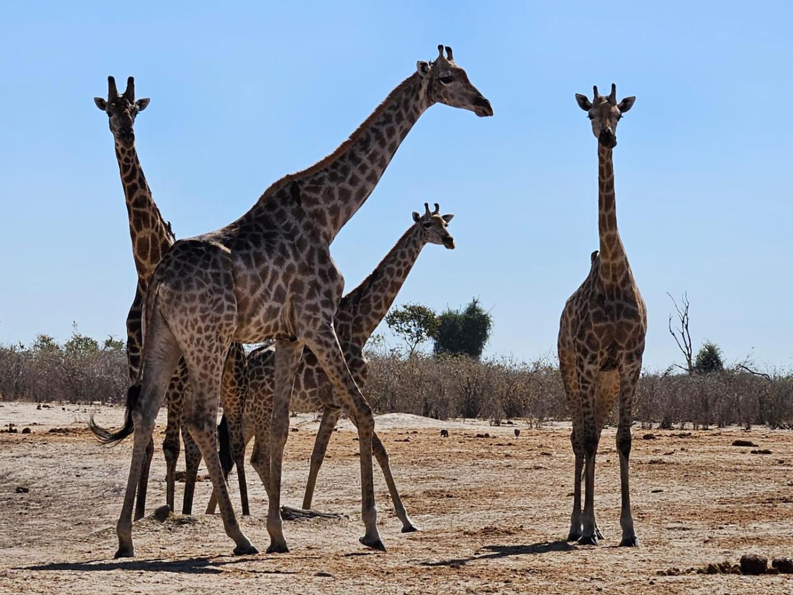 Xhabe Safari Lodge Chobe Muchenje Exteriér fotografie
